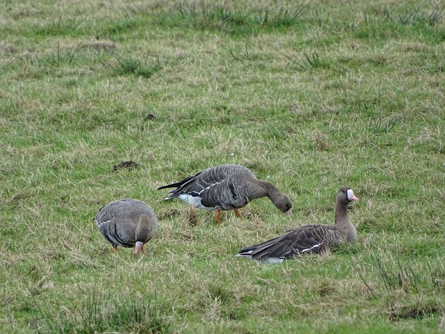 正在展现出 正在展现出